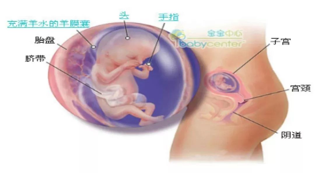 孕六个月臀位的胎儿成长与护理