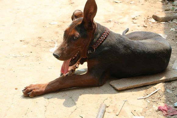 探索莱州红犬的魅力，一张图片揭示的5个月成长历程