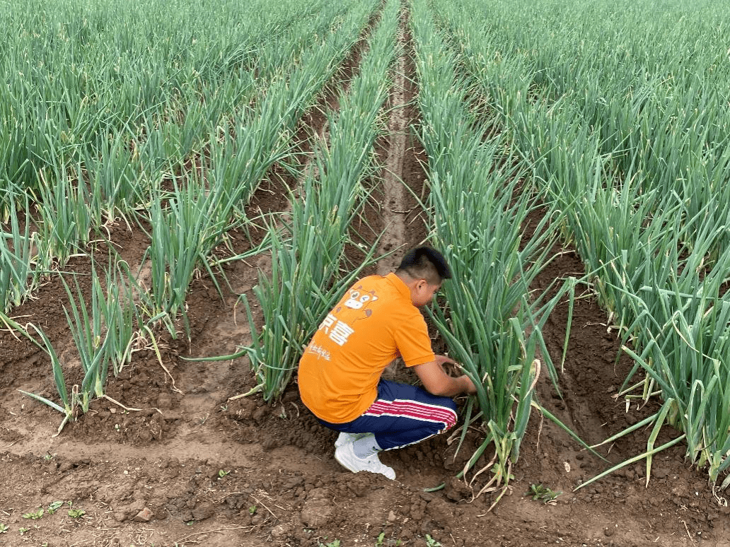 广东省菜篮子基地，繁荣的农业生态与食品安全保障