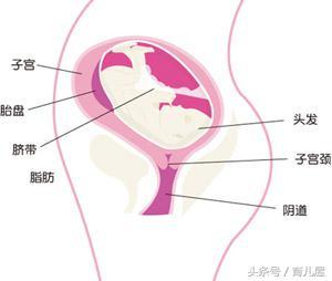 探索八个月的胎儿，图片与成长之旅