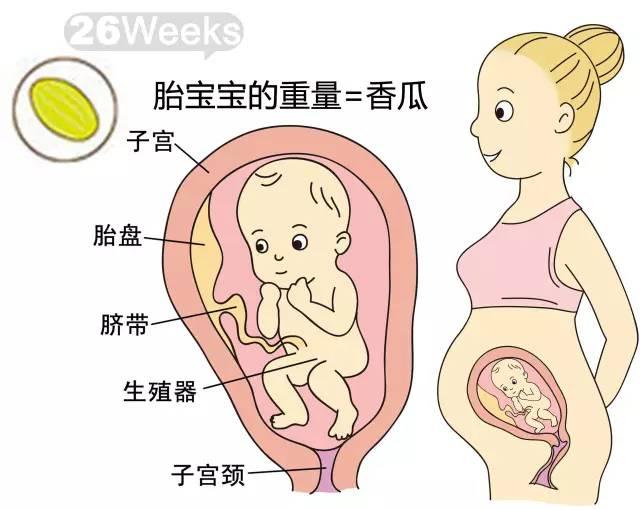 揭秘真相，如何通过双顶径判断胎儿性别在七个月孕期的方法