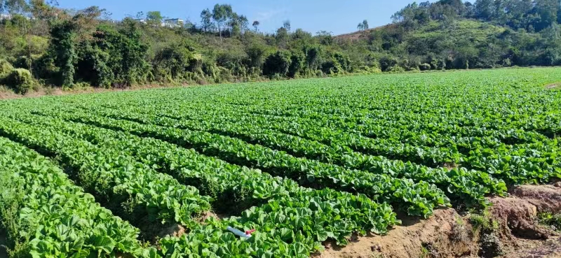 广东省芥蓝种植基地，繁荣的农业明珠