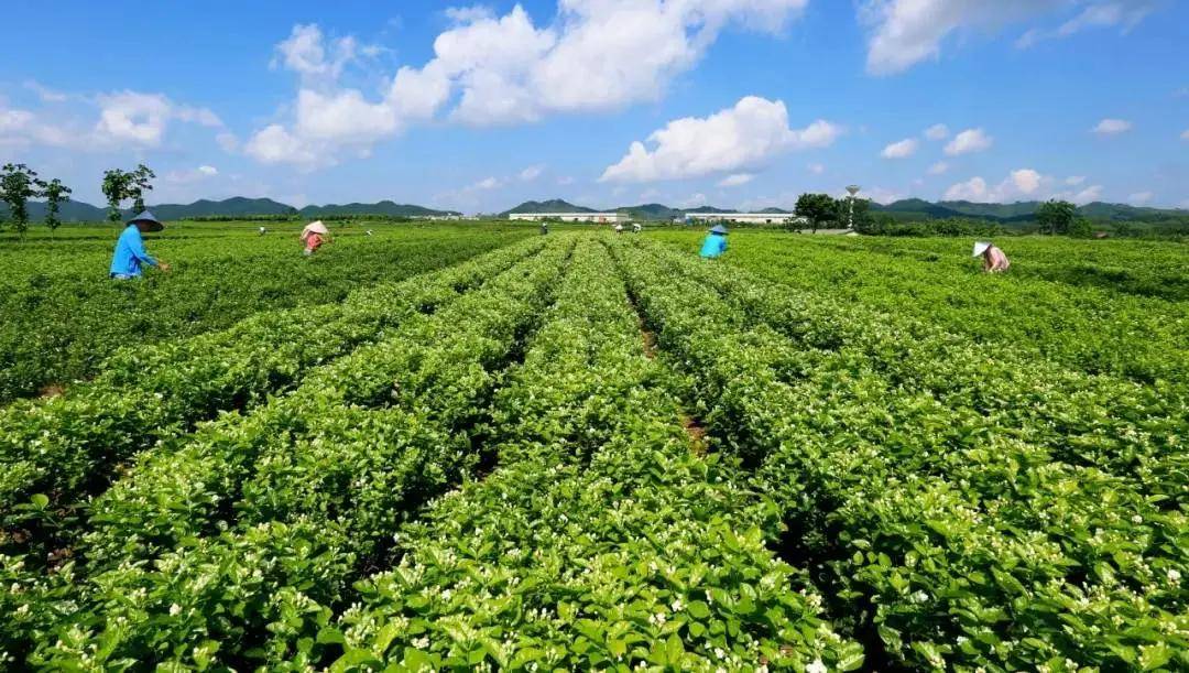 广东省和平县农资，繁荣与发展中的农业生命线